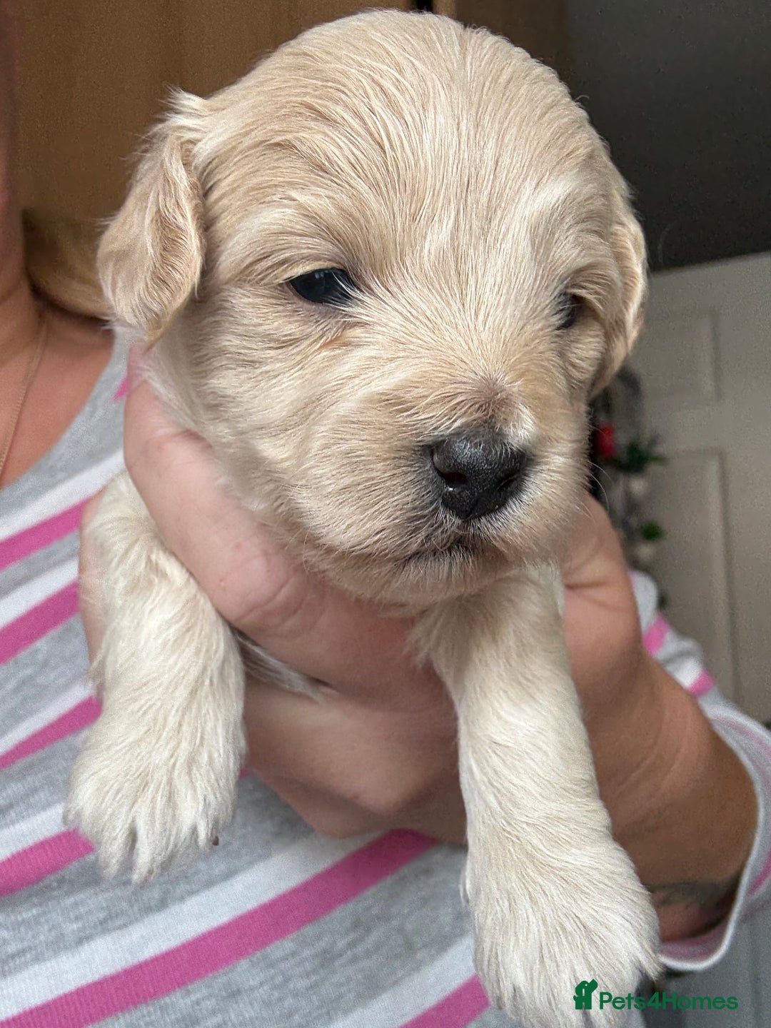 Maltipoo dogs for sale: Maltipoo puppies - Image 3