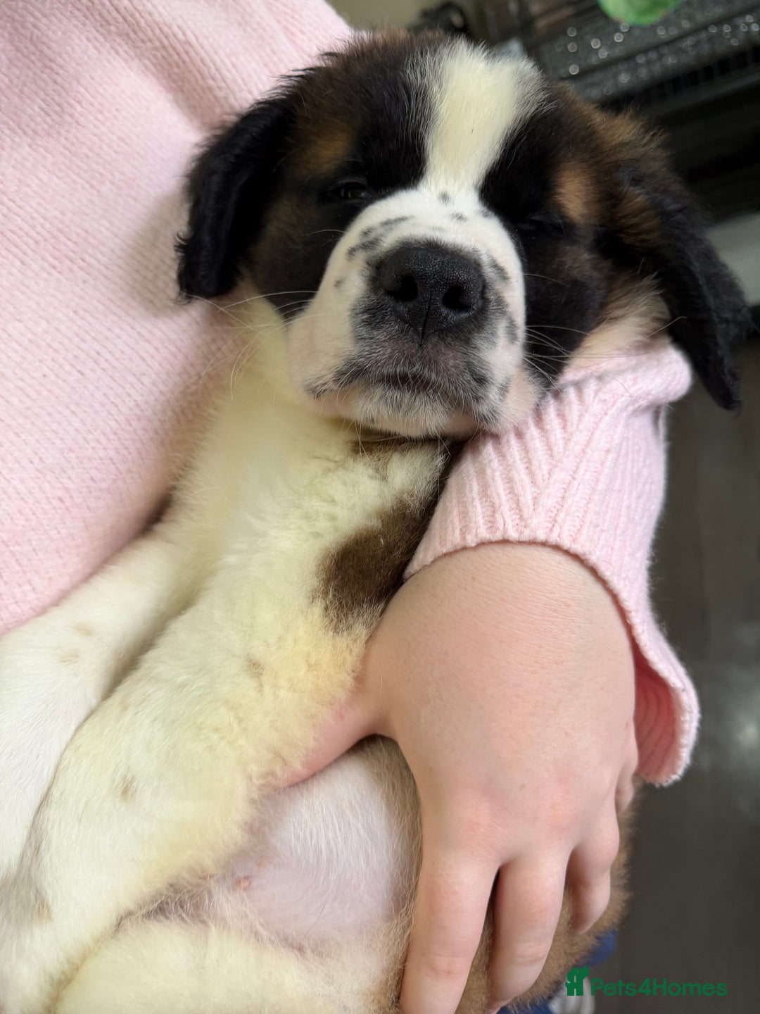 Saint Bernard dogs for sale: Male St Bernard  - Advert 2