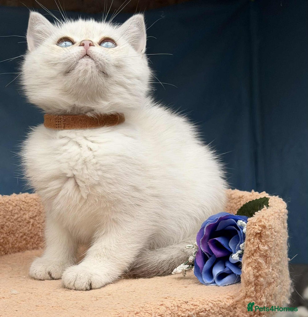 British Shorthair cats for sale: Stunning BSH golden/silver Kittens TICA - Image 9