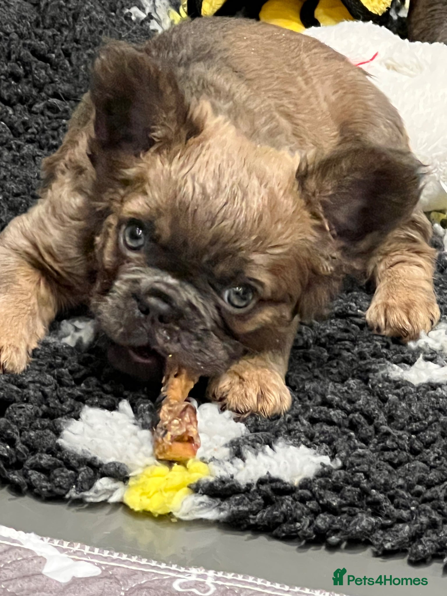 French Bulldog dogs READY NOW ! Quality Fluffy French Bulldog Puppies  - Advert 1