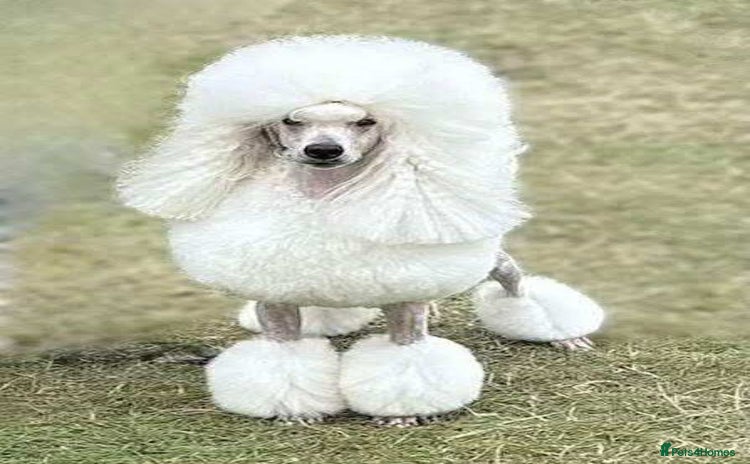 Standard Poodle dogs in Shrewsbury - Advert 4