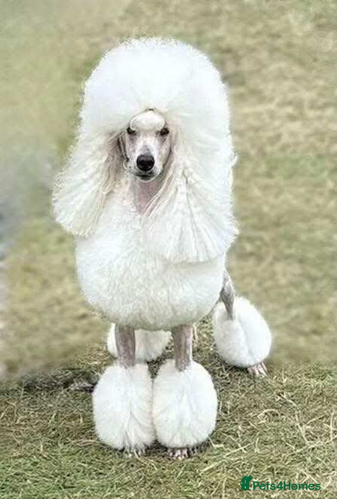 Standard Poodle dogs for stud: Standard Poodle Stud  in Shrewsbury - Image 1