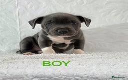 Staffordshire Bull Terrier dogs for sale: Kc reg black blue staffy puppies  - Image 8