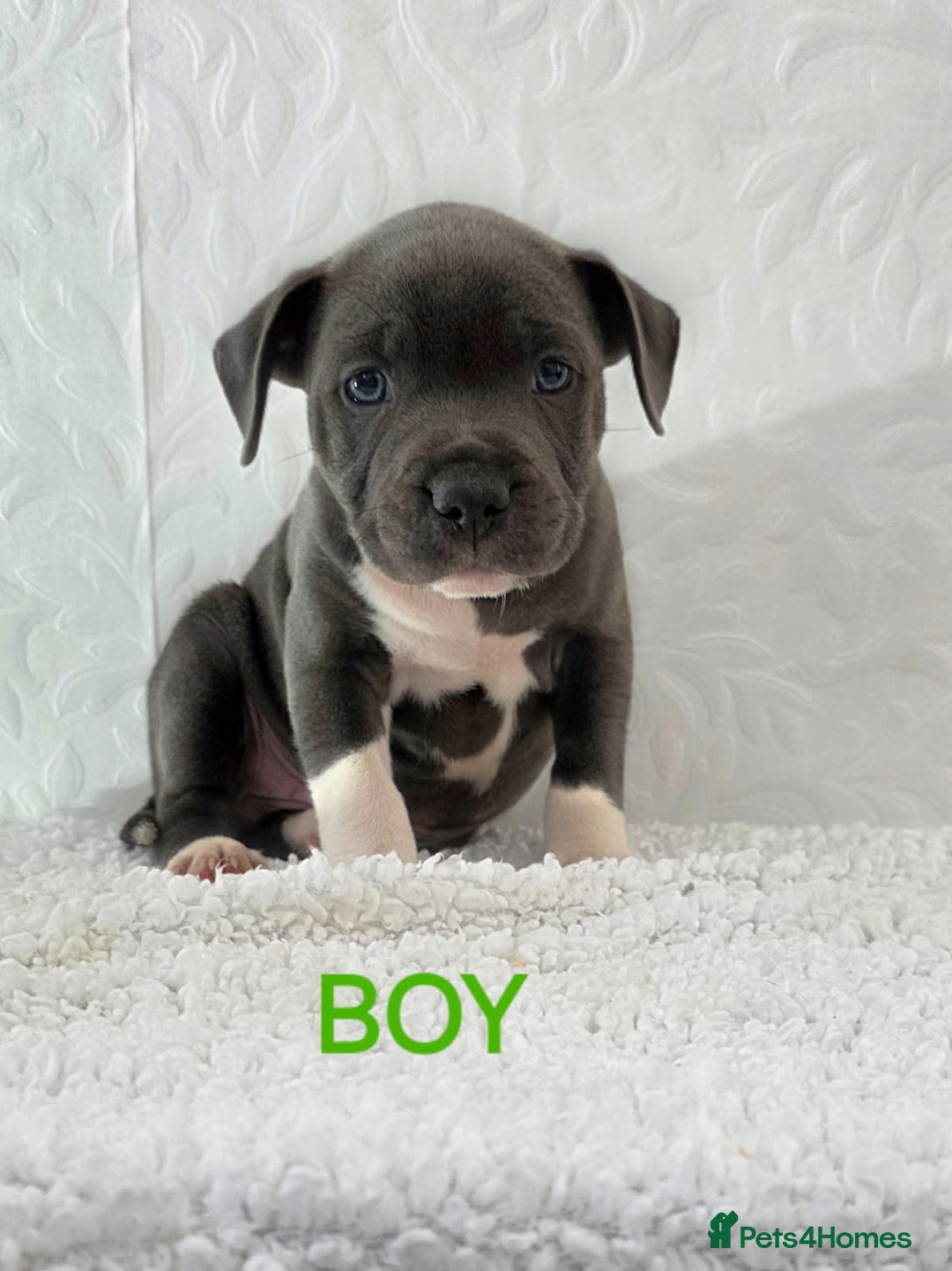 Staffordshire Bull Terrier dogs for sale: Kc reg black blue staffy puppies  - Image 8