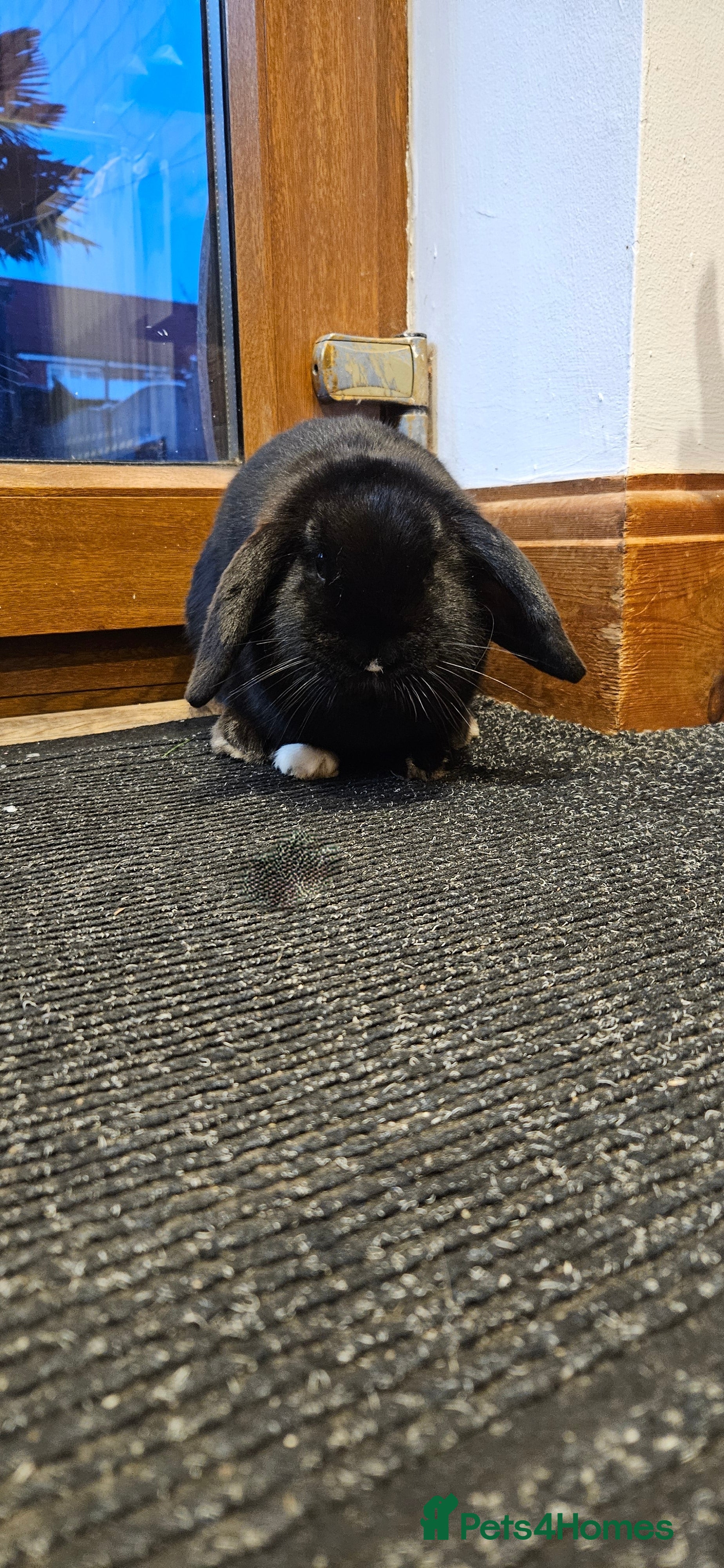 Dwarf Lop rabbits Moko - Female looking for forever home - Advert 7