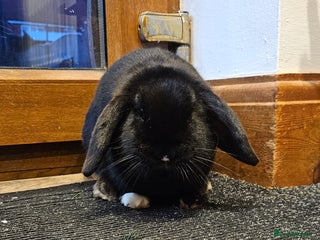 Dwarf Lop rabbits Moko - Female looking for forever home - Advert 1