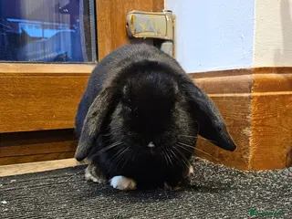 Dwarf Lop rabbits Moko - Female looking for forever home - Advert 17