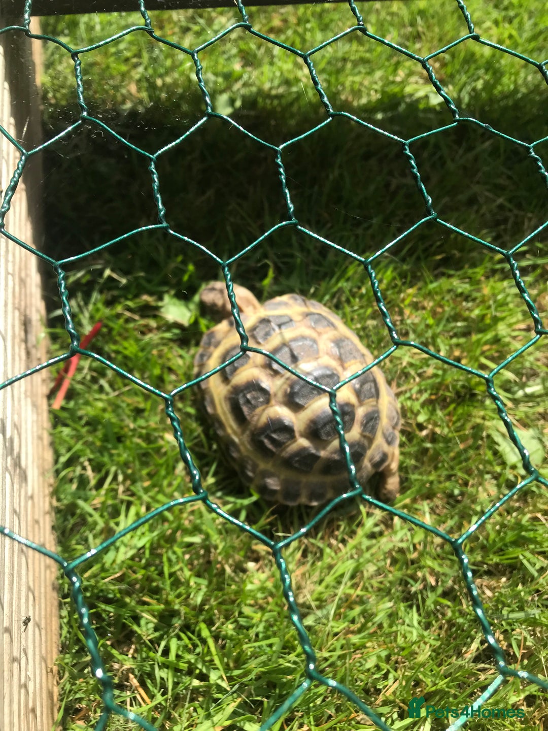 Tortoise reptiles for sale: Horsfield Tortoise  - Image 3