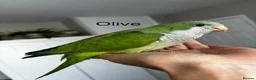 Parrots birds for sale: Silly tame Quaker babies - Advert 11