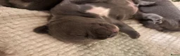 French Bulldog dogs for sale: French Bulldog Puppies  - Advert 11