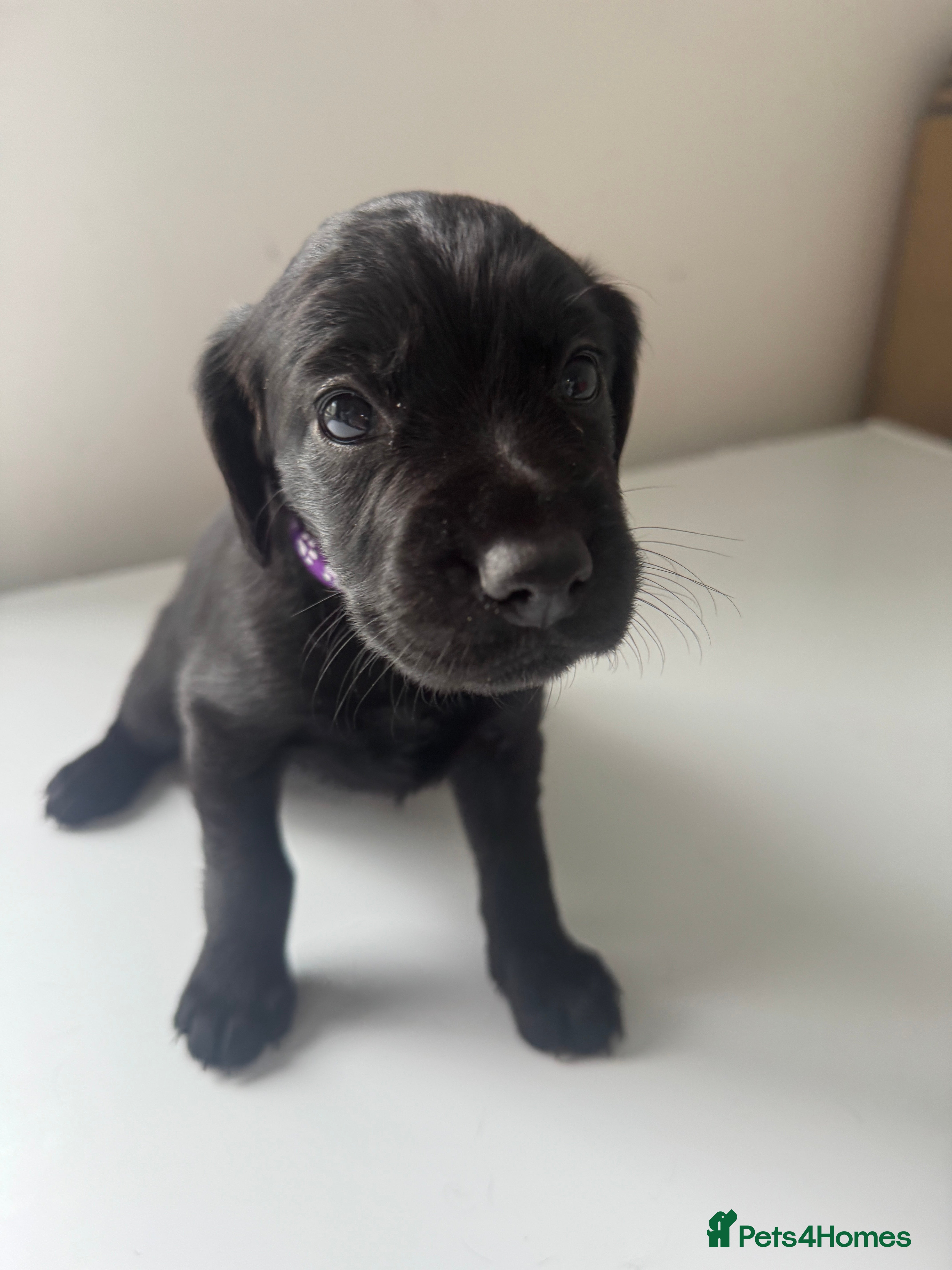 Mixed Breed dogs Beautiful GSD x cocker spaniel x Irish setter pups - Advert 2
