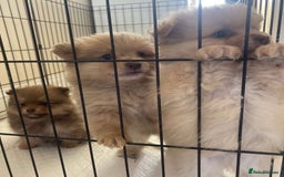 Pomeranian dogs for sale: Pomeranian puppy’s  - Image 16