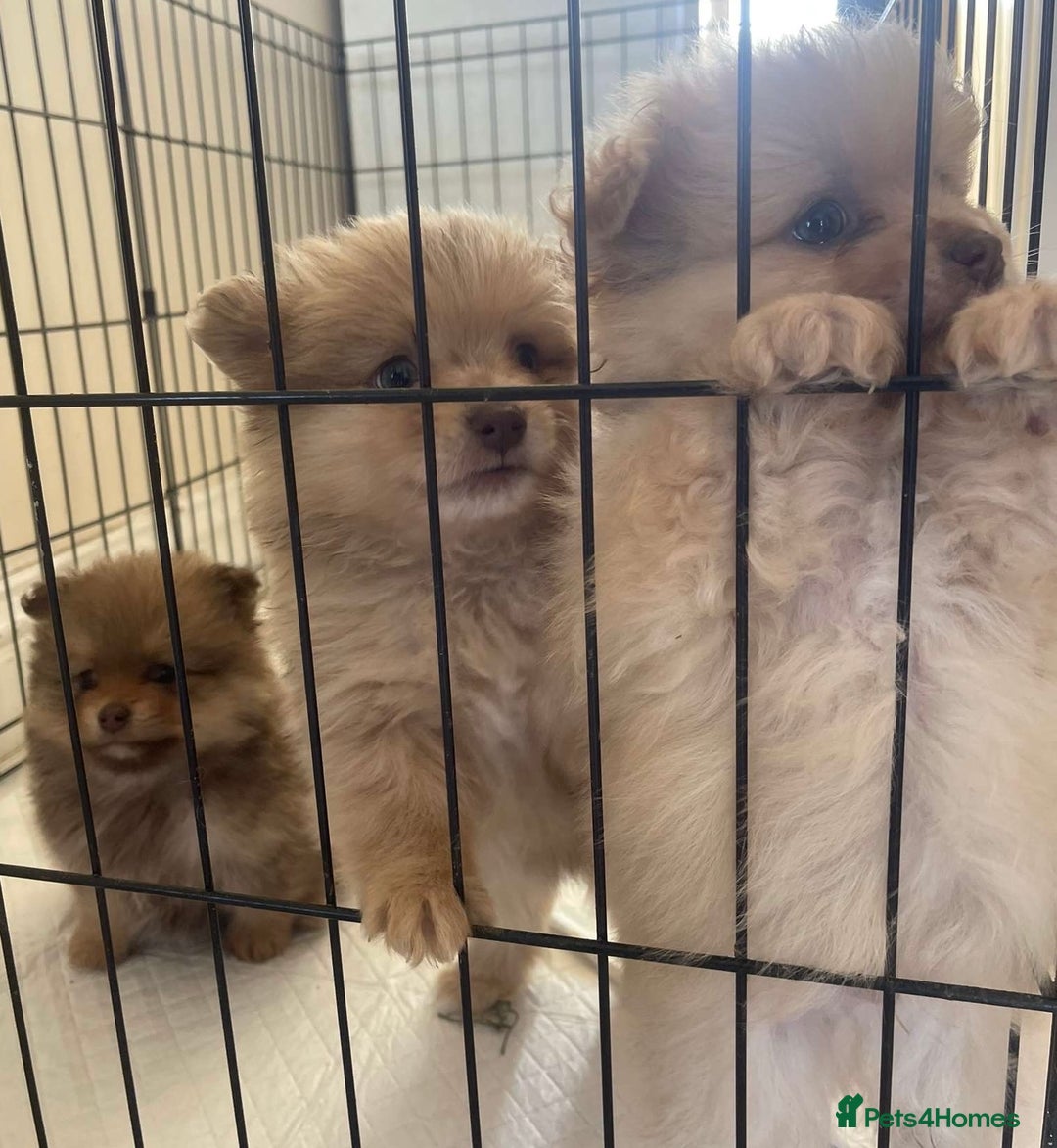 Pomeranian dogs for sale: Pomeranian puppy’s  - Image 16