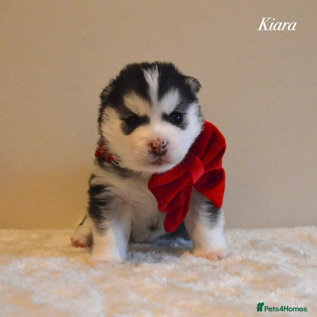 Pomsky dogs for sale: F2 Pomsky Puppies – Luna’s Pride Litter  - Advert 20