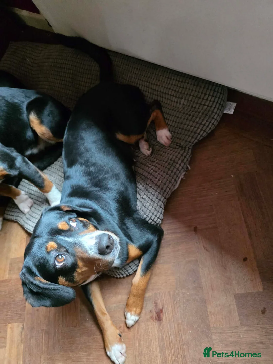 Entlebucher Mountain Dog dogs for sale: Valentines Day Entlebucher Puppies - Advert 7