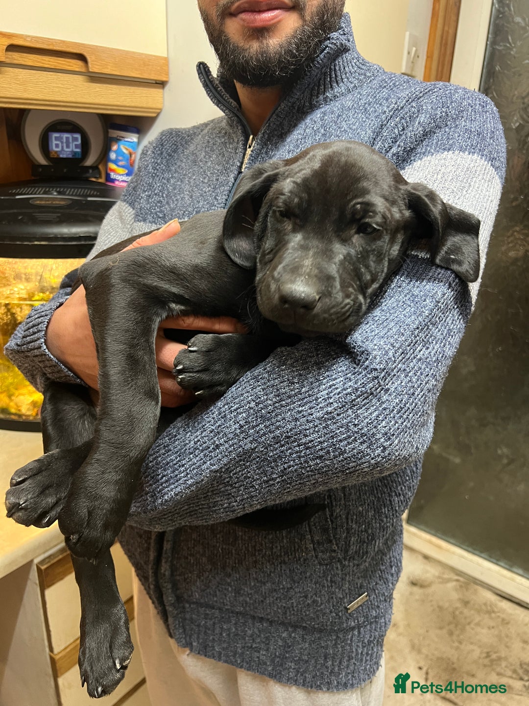 Mixed Breed dogs for sale: Beautiful mix Labrador/German Shepherd/Stuffy - Advert 8