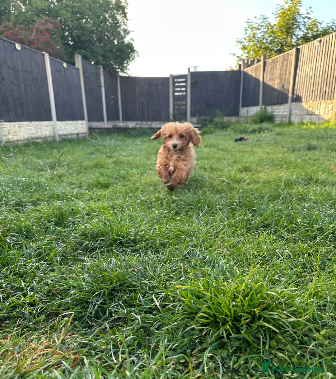 Cockapoo dogs for sale: Beautiful rich red cockapoos - Advert 2
