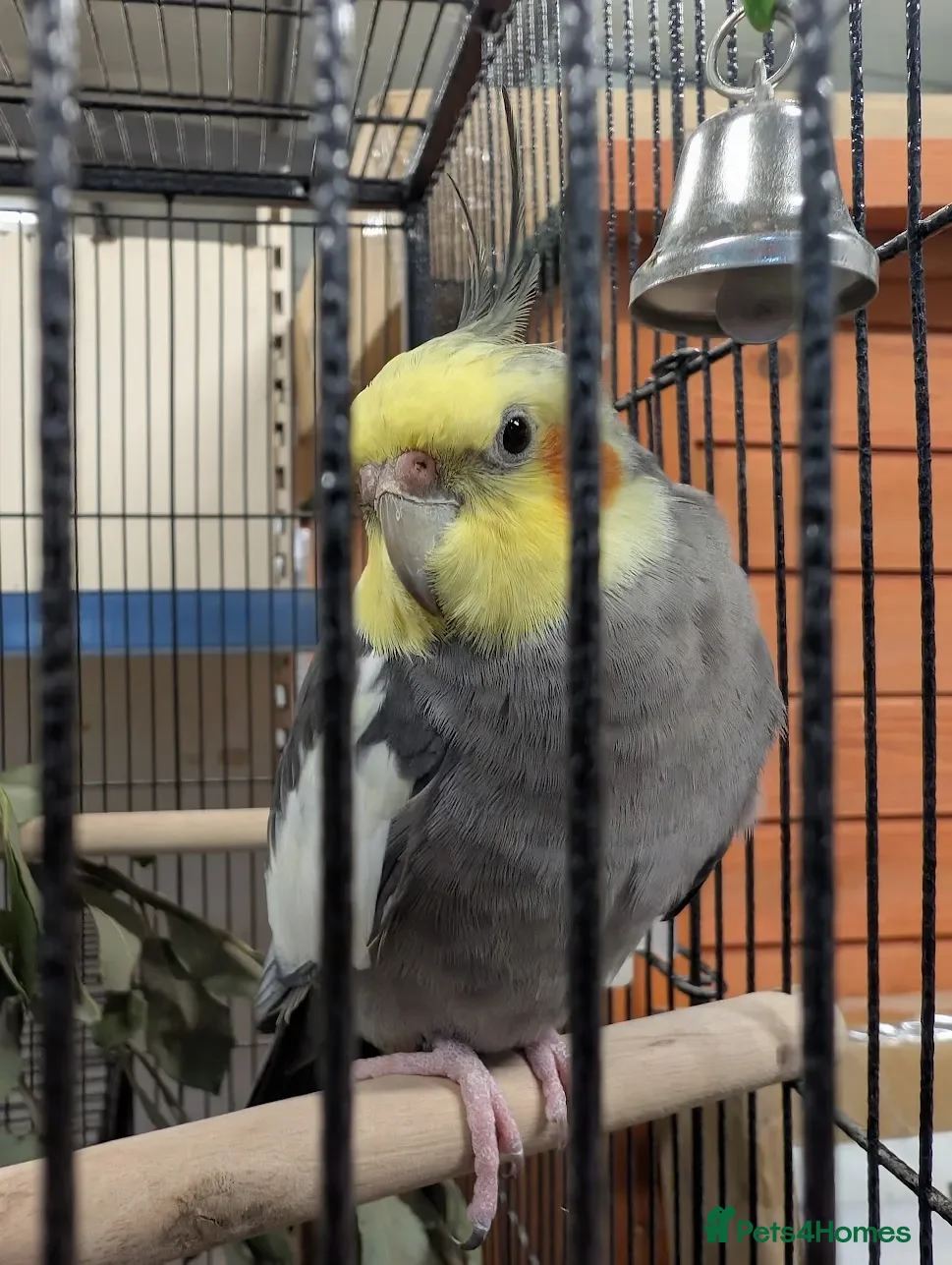 Cockatiels birds Forever Home Wanted for 6-Year-Old Cockatiel - Advert 2