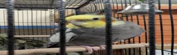 Cockatiels birds for sale: Forever Home Wanted for 6-Year-Old Cockatiel in Bury Saint Edmunds - Advert 1