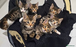 Bengal cats for sale:  Bengal with long haired blk & white kittens - Image 1