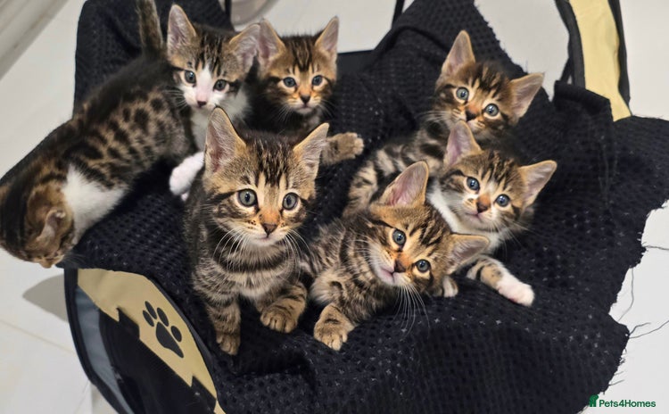 Bengal cats - Advert 6