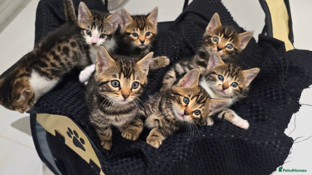 Bengal cats for sale:  Bengal with long haired blk & white kittens - Image 1