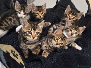 Bengal cats - Advert 17