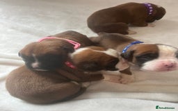Boxer dogs for sale: Stunning Kc Boxer Puppies - Image 10