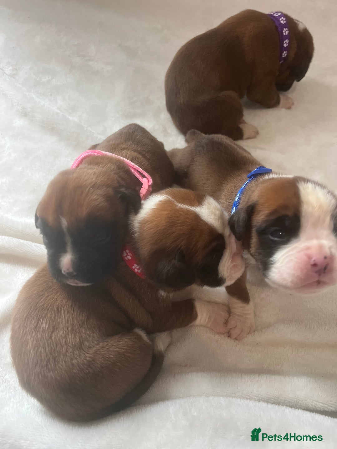 Boxer dogs for sale: Stunning Kc Boxer Puppies - Image 10