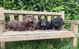 Miniature Dachshund dogs for sale: miniature Dasher - Image 7
