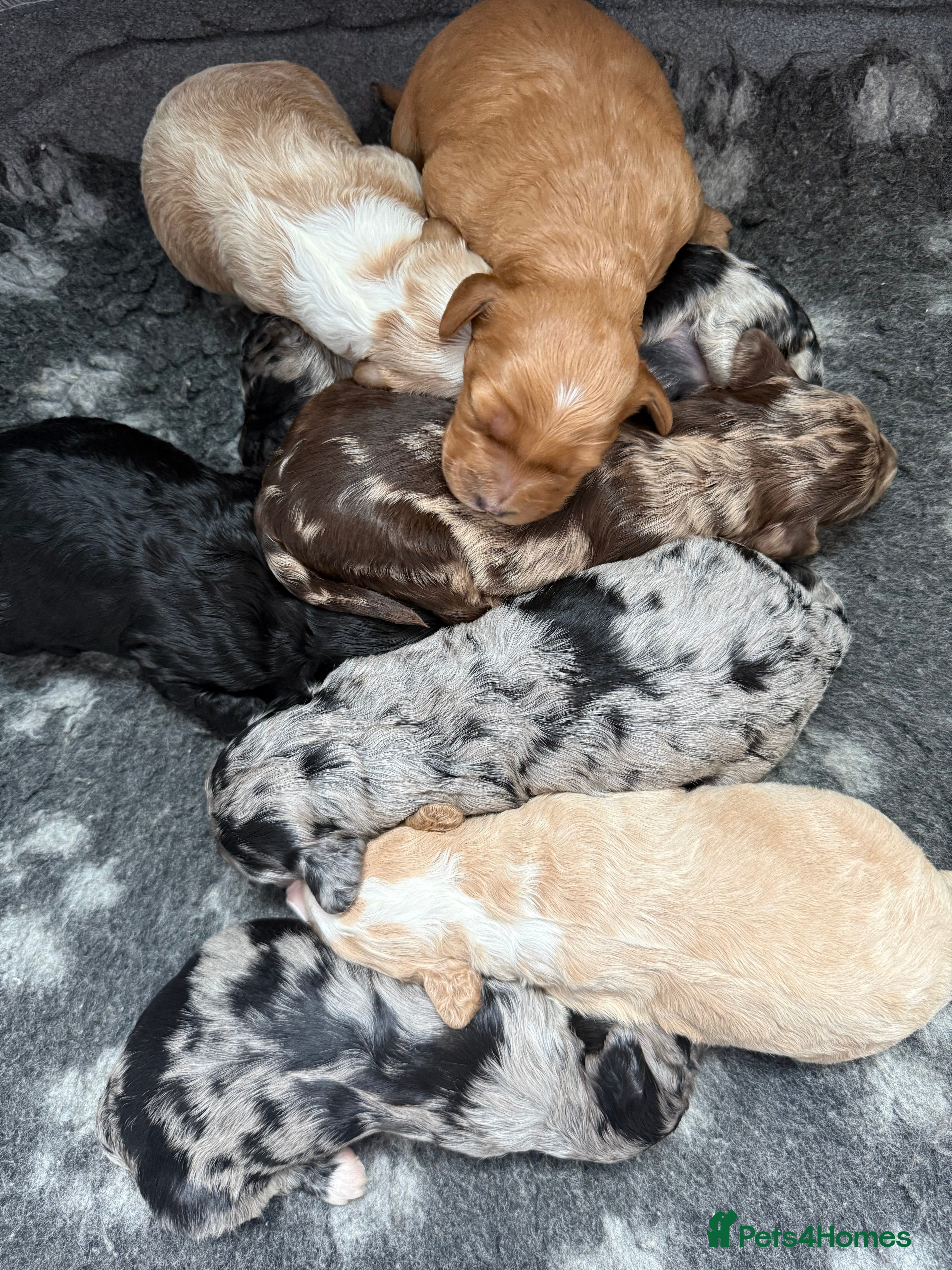 Australian Labradoodle dogs AUSTRALIAN LABRADOODLE  - Advert 14