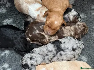 Australian Labradoodle dogs AUSTRALIAN LABRADOODLE - Advert 14