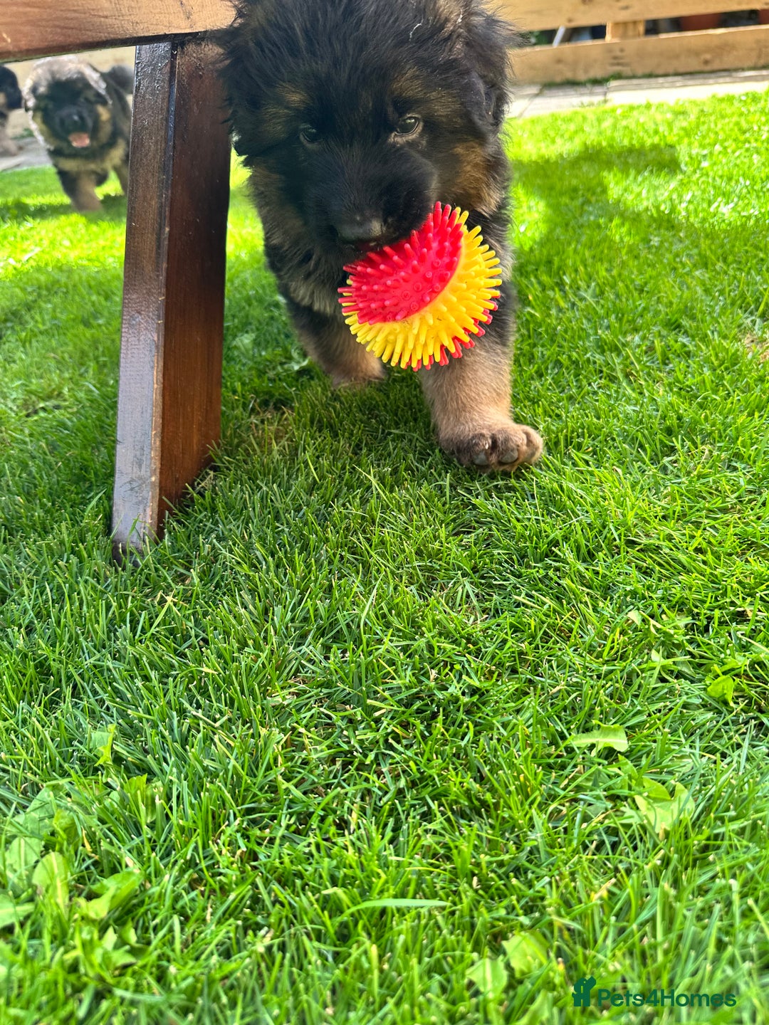 German Shepherd dogs for sale: KC show line German Shepherd puppies - Image 15