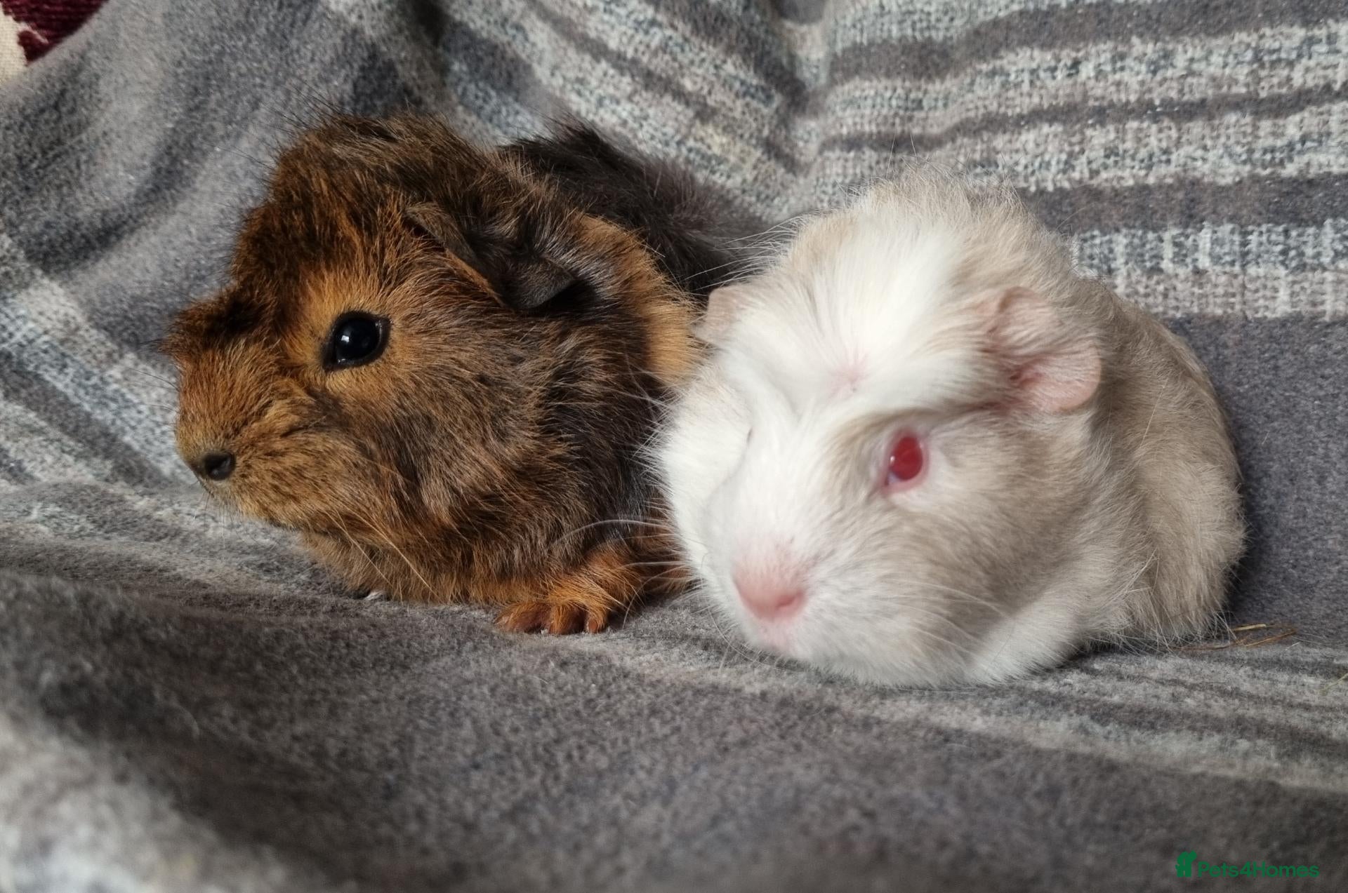 Guinea Pig rodents for sale: Adorable Baby Guinea Pigs - Advert 16