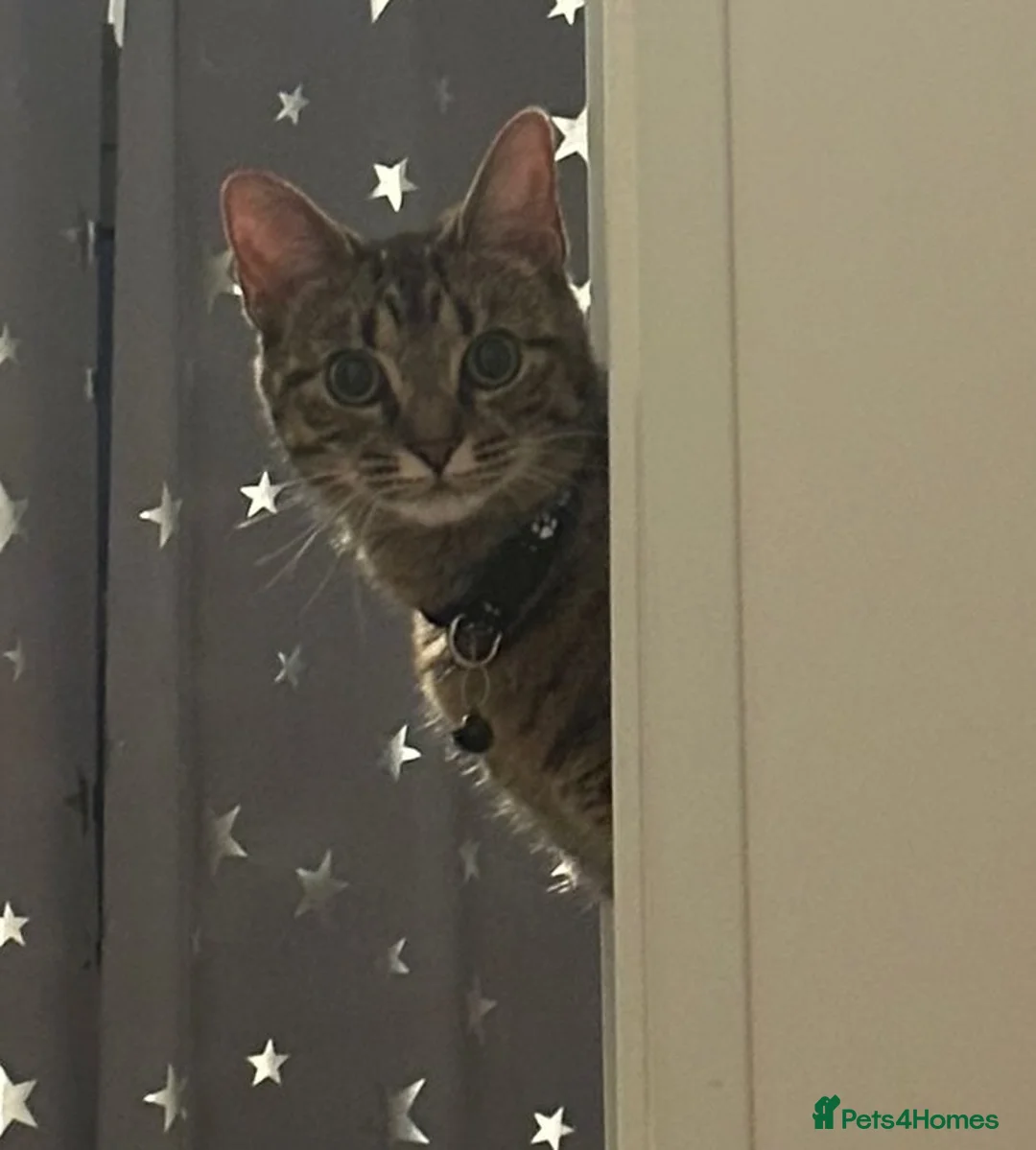 Domestic Shorthair cats for sale: Female cat for rehoming. in Wembley - Advert 3