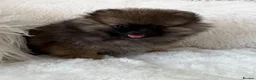 Pomeranian dogs for sale: ⭐⭐⭐one girl left ready now ⭐⭐⭐ - Advert 2