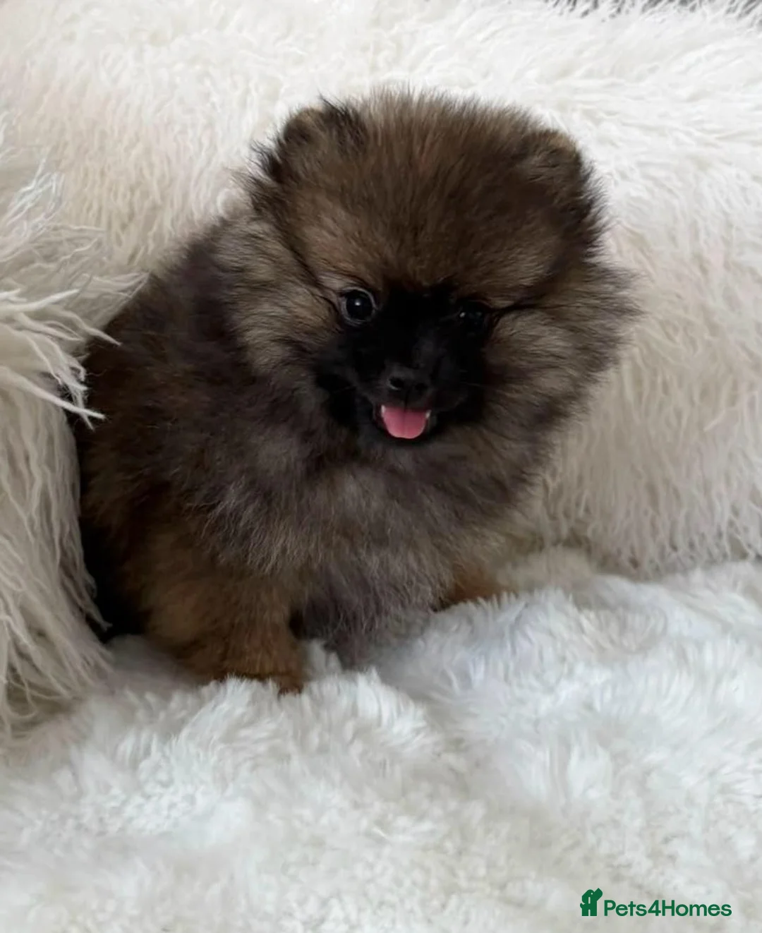 Pomeranian dogs for sale: ⭐⭐⭐one girl left ready now ⭐⭐⭐ - Advert 2