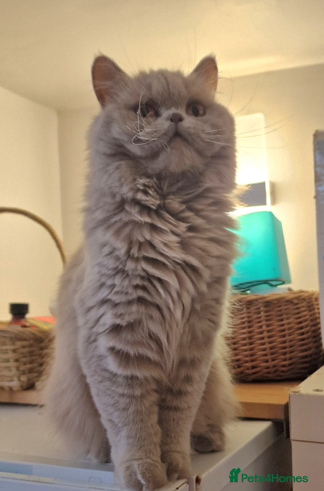 British Longhair cats for sale: Sweet full pedigree British little girl  - Image 2