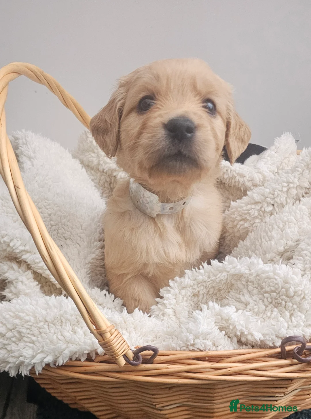 Golden Retriever dogs for sale: Amazing shades long awaited litter - Advert 23