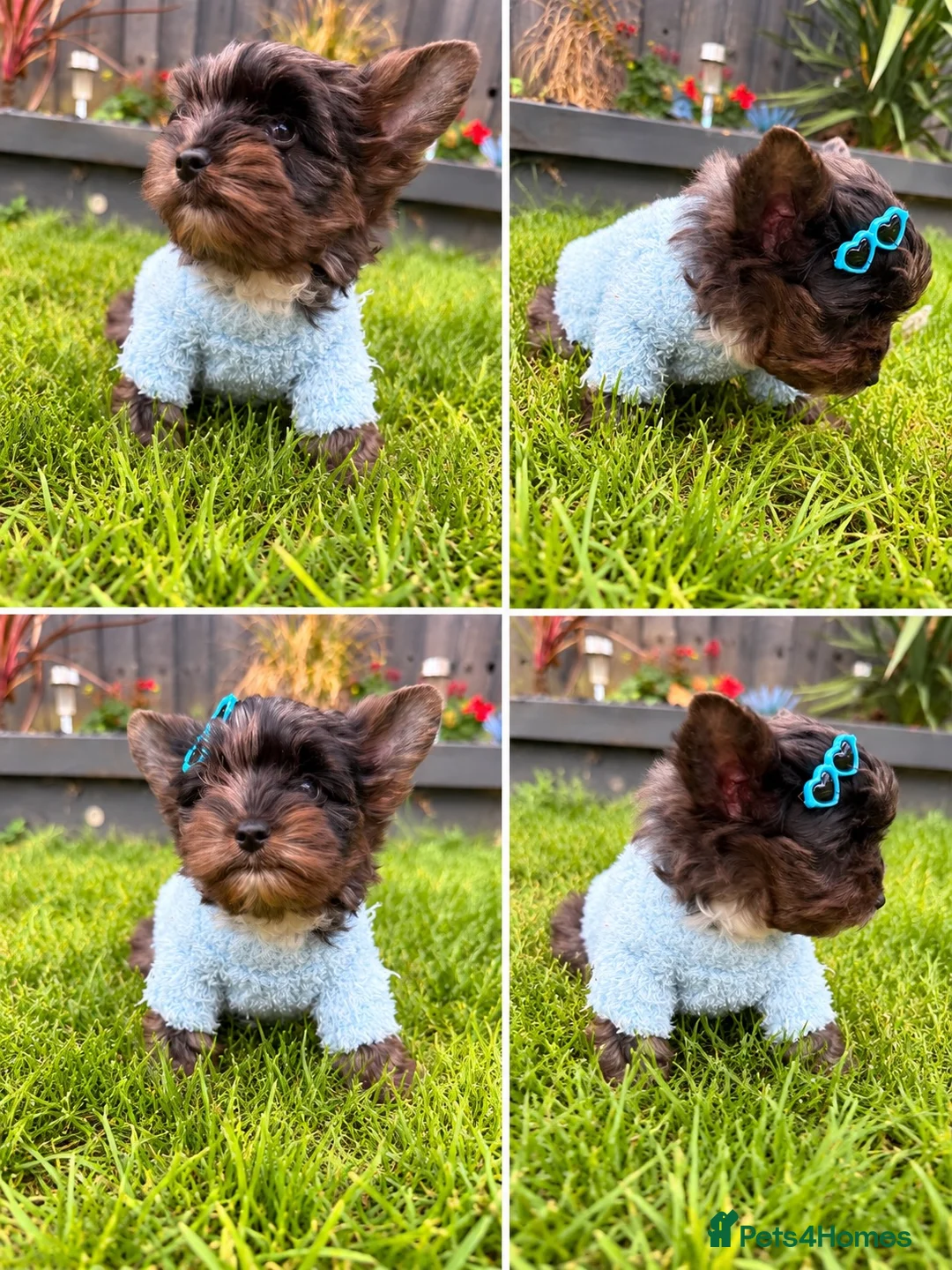 Yorkshire Terrier dogs for sale: Mini Yorkshire terrier Merle last boy  - Advert 2