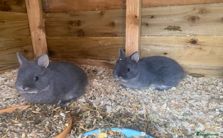 Netherland Dwarf rabbits - Advert 5