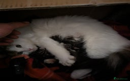 Siberian cats for sale: TICA reg Siberian kittens  - Image 4