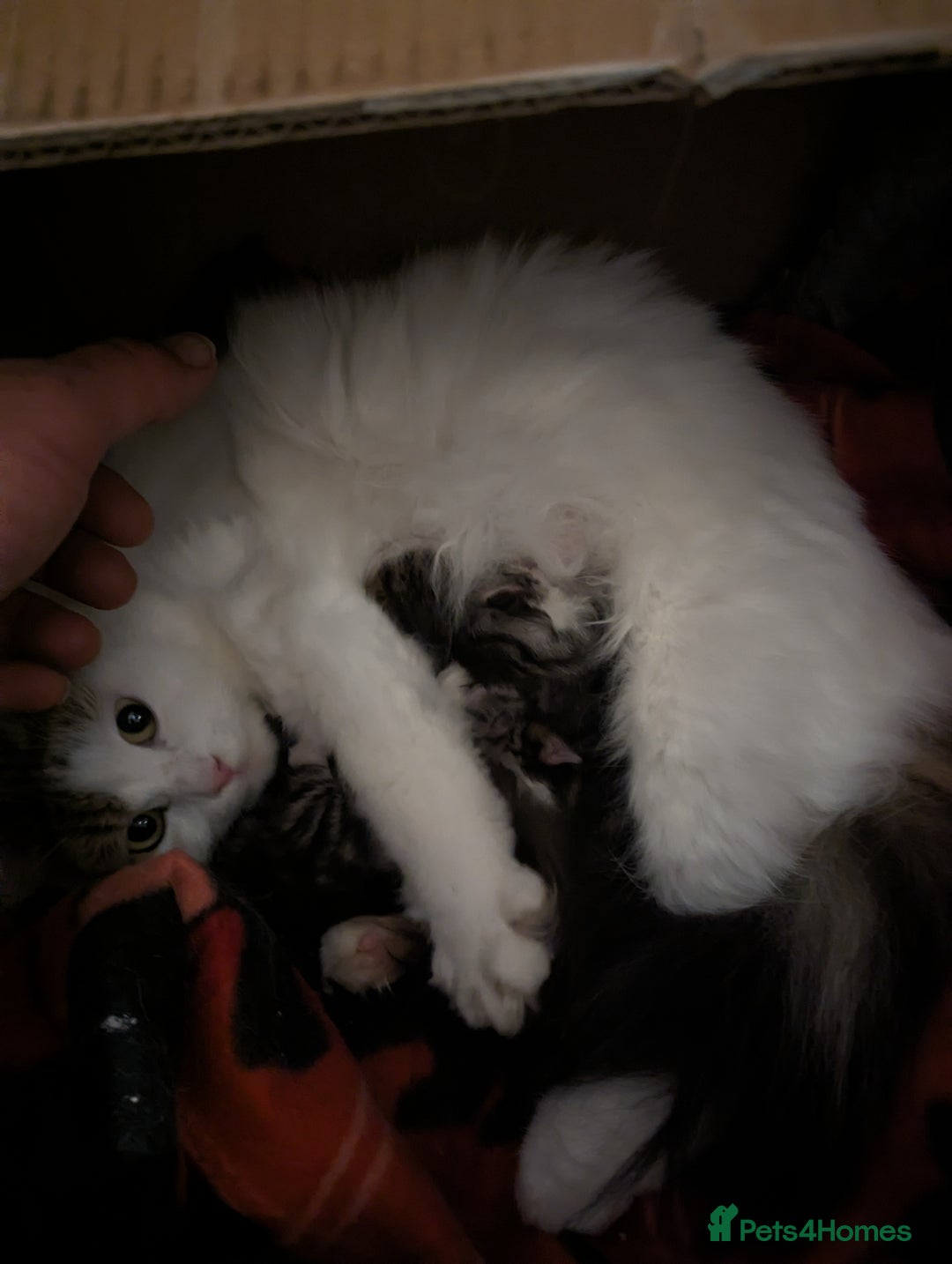 Siberian cats for sale: TICA reg Siberian kittens  - Image 4