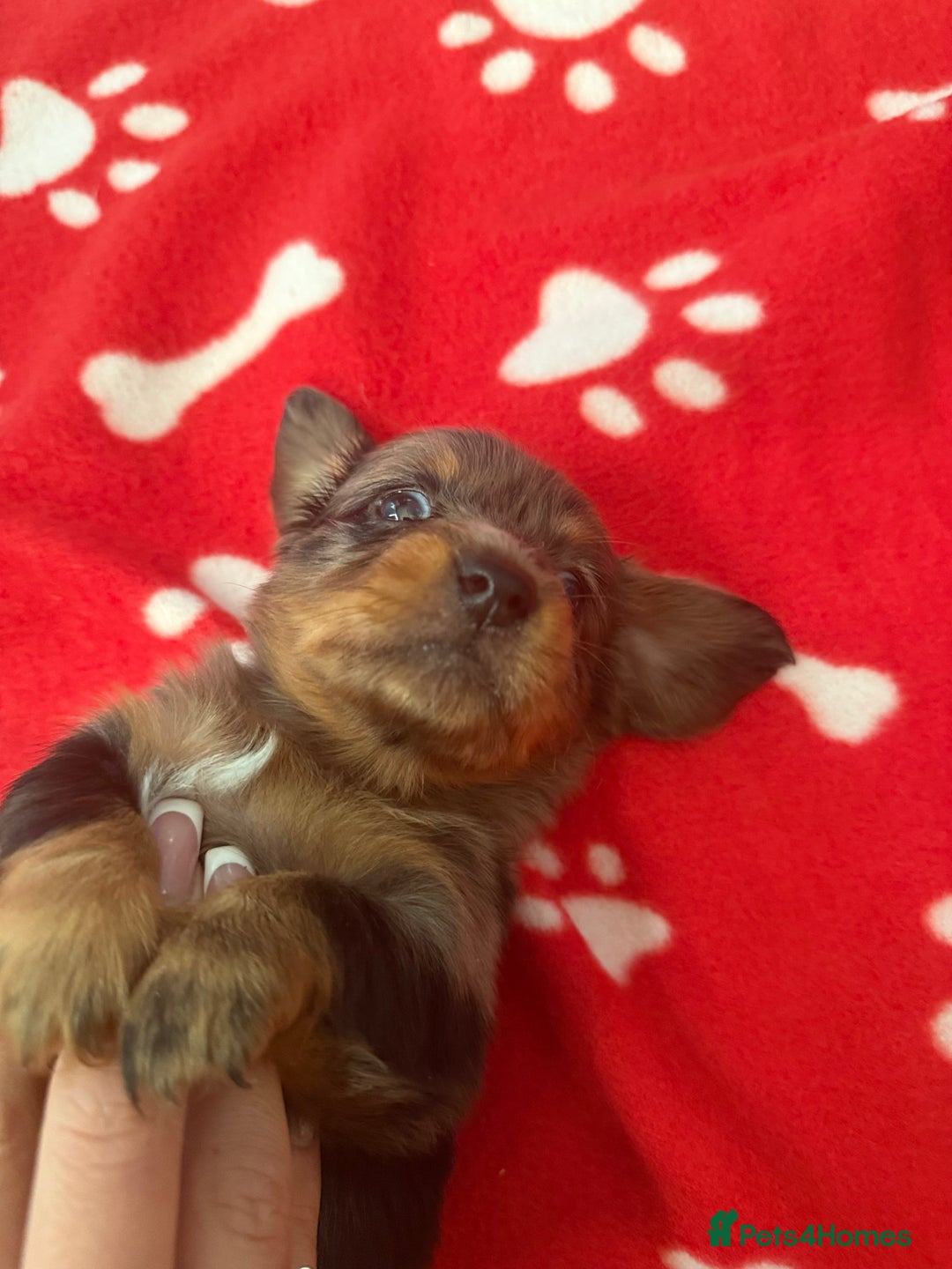 Miniature Dachshund dogs for sale: 5 playful miniature dachshund - Image 1