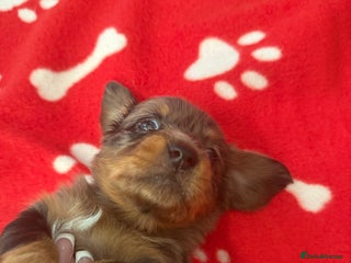 Miniature Dachshund dogs - Advert 27