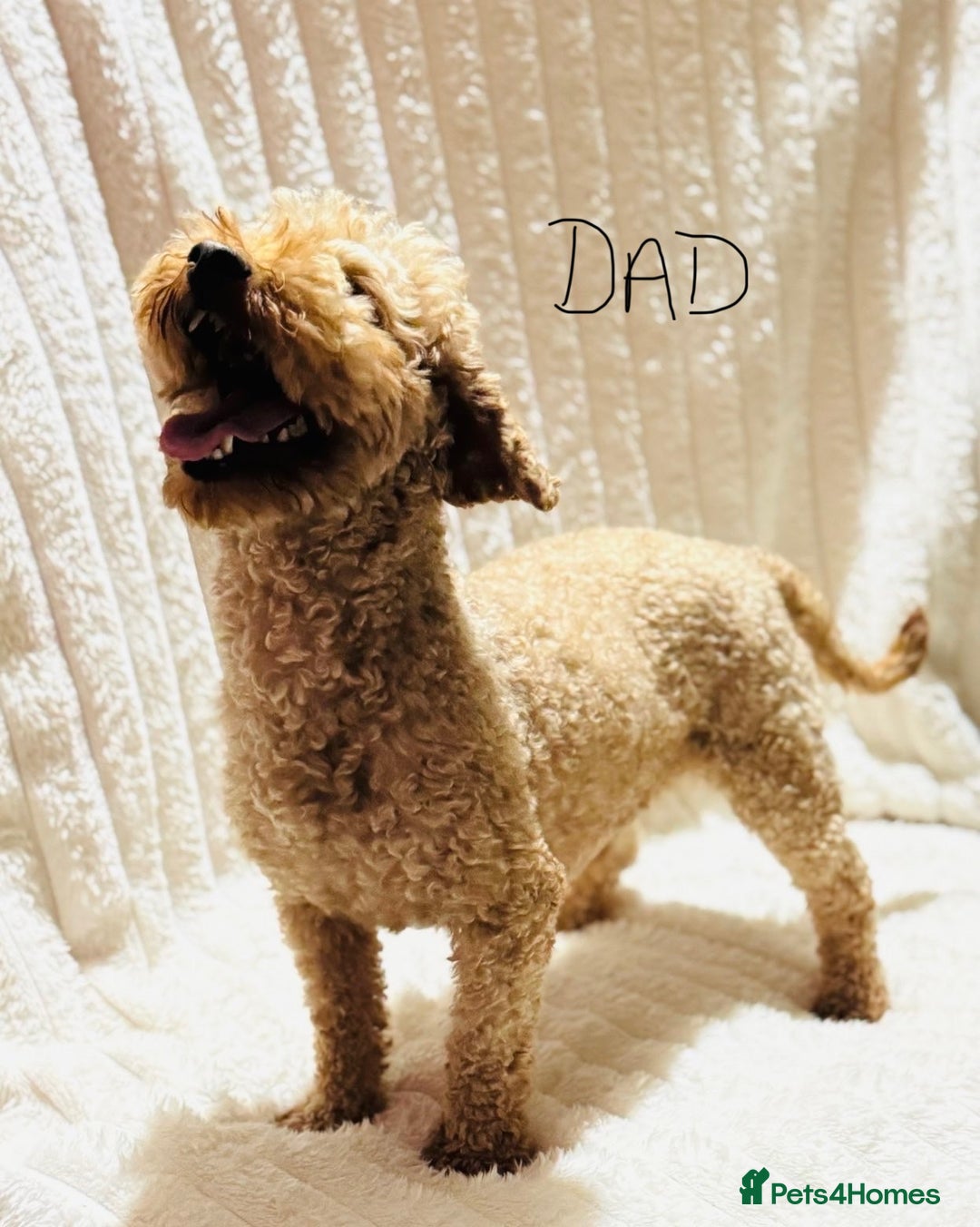 Goldendoodle dogs for sale: F1 mini Goldendoodles - Advert 6