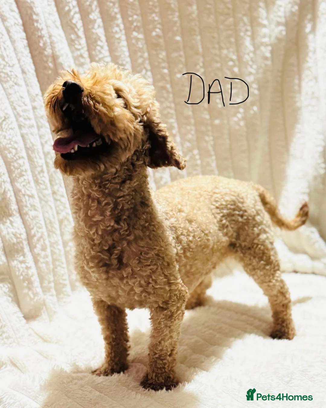 Goldendoodle dogs for sale: 2 girls left. F1 mini Goldendoodles - Advert 16