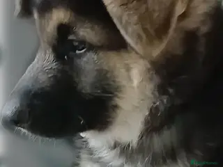 German Shepherd dogs *READY NOW* GERMAN SHEPHERD PUPS - Advert 3