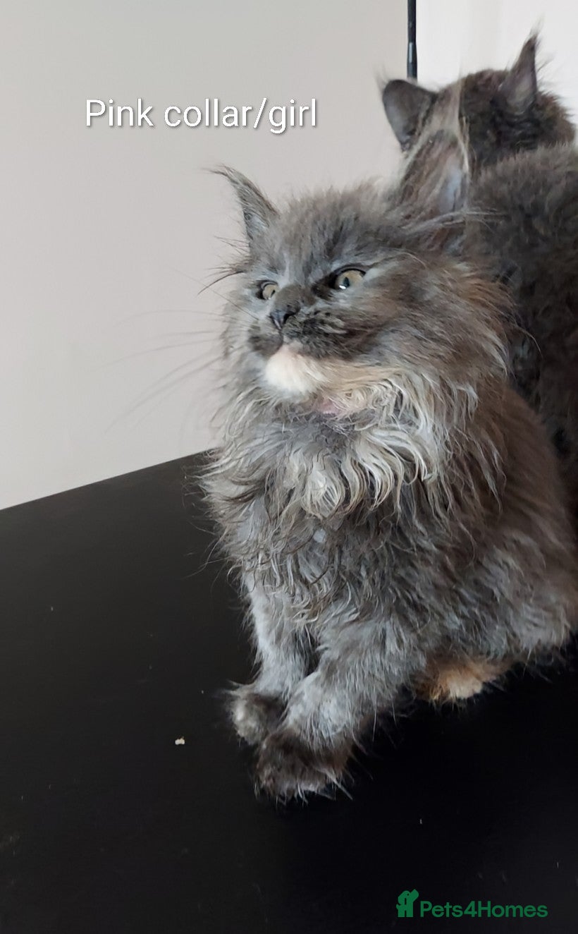 Maine Coon cats RARE COLOURS!!! MAINE COON KITTENS/DNA/GCCF  - Advert 17