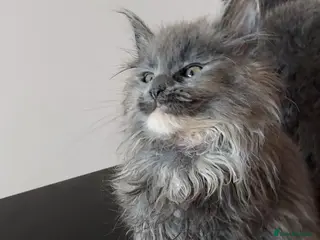 Maine Coon cats RARE COLOURS!!! MAINE COON KITTENS/DNA/GCCF - Advert 12